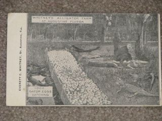 Whitney`s Alligator Farm,  St.  Augustine,  Florida,  Vintage Card