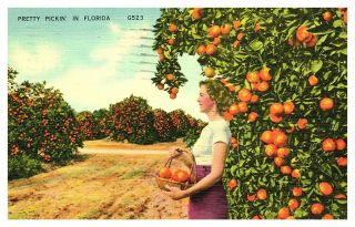 Pretty Pickin In Florida Woman Picking Oranges In Grove 1941 Linen Postcard E7