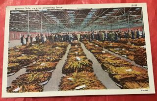 Vintage Linen Postcard Tobacco An Ever Interesting Scene Tobacco Harvest
