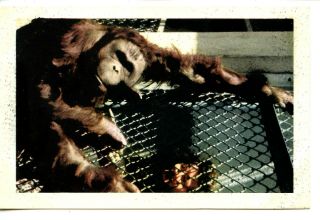Orangutan Animal - Mesh Fence - San Diego Zoo - California - Vintage Postcard