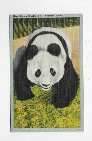 Vintage Linen Postcard Giant Panda Brookfield Zoo Chicago Il R2392