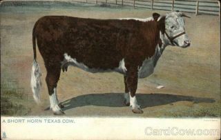 Cows/cattle A Short Horn Texas Cow Tuck Antique Postcard Vintage Post Card