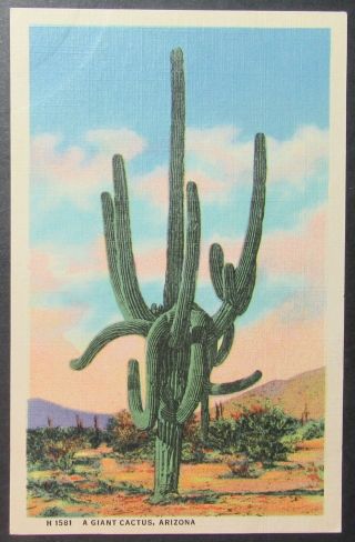 Giant Saguaro Cactus Arizona Vintage View Fred Harvey Linen Postcard Unposted