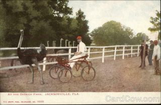 Jacksonville,  Fl At The Ostrich Farm Kropp Duval County Florida Postcard Vintage