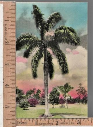 Vintage Hand Colored Post Card King Of Palms Royal Palm Fl