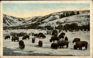 Buffalo Herd Near Mammoth Hot Springs,  Yellowstone Park Haynes Postcard Vintage