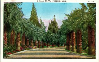 A Palm Drive Phoenix Arizona Desert Plants Vintage Postcard Bb1