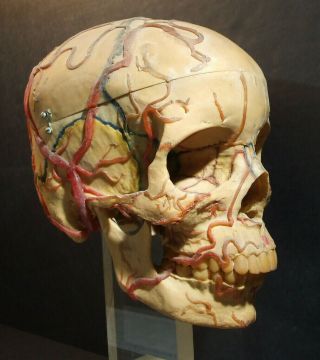 Mpl Antique Neurovascular Human Female Skull Anatomical Medical Scientific Vtg
