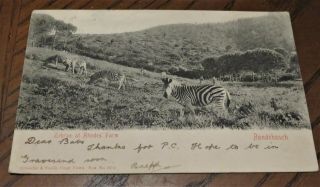 Vintage Postcard 1904 U/d Back Zebras At Rhode 