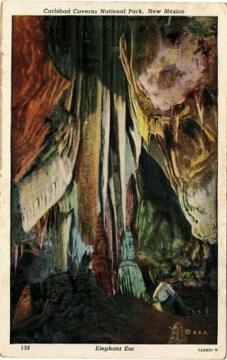 Vintage Postcard Elephant Ear Carlsbad Caverns Mexico National Parks