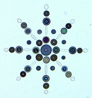 Vintage Microscope Slide By K.  R.  Green.  " Arranged Group Of Diatoms ".