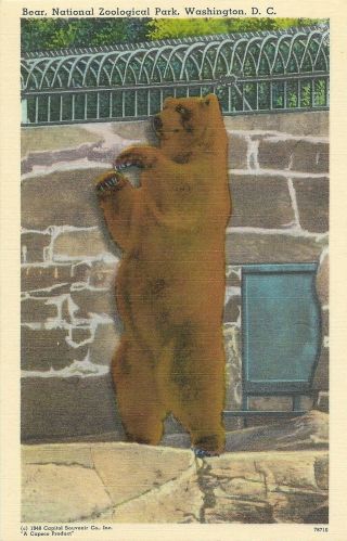 Vintage Washington Dc Linen Postcard Bear Zoological Park