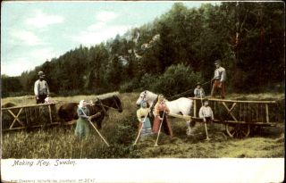 Farmers Making Hay Sweden Horse Wagon Udb C1905 Vintage Postcard
