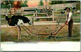Vintage 1907 Hot Springs,  Arkansas Postcard " Farming At The Ostrich Farm " Tuck 