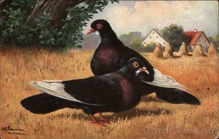 Birds Two Black Pigeons In A Field Antique Postcard Vintage Post Card