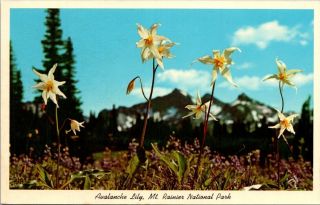 Vintage Postcard Mount Rainier National Park Washington State Avalanche Lily