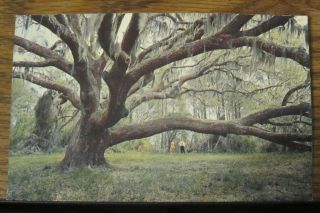 Vintage Pc Postcard Live & Oak Spanish Moss North Carolina Nc Coast