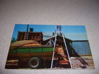 1950s Potatoes Being Unloaded Into Packing Shed,  Kern County Ca.  Vtg Postcard