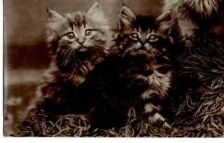Vintage Postcard: Two Kitten Cats