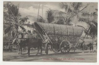 Double Bullock Cart With Full Load Colombo Ceylon Vintage Postcard Us047