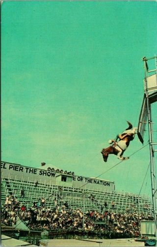 Vintage Postcard Atlantic City Jersey " Steel Pier Diving Horse " Circus