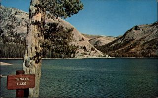 Tenaya Lake Yosemite National Park California 1950s Vintage Postcard