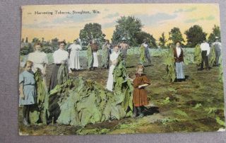 Stoughton Wisconsin Harvesting Tobacco Circa 1910 Child Labor