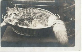 Vintage Photograph Postcard: Pet Cat In A Basket