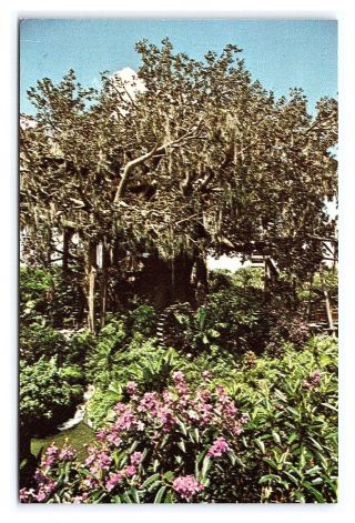 Vintage Postcard Walt Disney World Swiss Family Robinson Island Treehouse V1