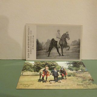Vintage Tennessee Walking Horse Champion Postcards (2),  Goodlettsville Tennessee