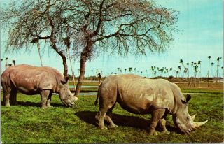 Vintage Postcard Busch Gardens Tampa Florida White Rhinoceroses African Veldt