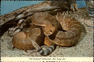 Red Diamond Rattlesnake San Diego Zoo California Vintage Postcard