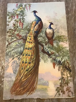 C3662 Peacocks In Tree Vintage Swiss Postcard Edition Stehli No 113 Bird