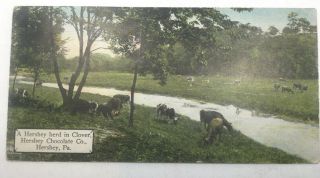 Vintage Advertising Postcard,  Hershey Co,  Herd In Clover,  Unposted Small Size