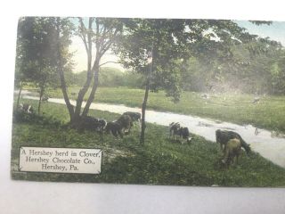 VINTAGE ADVERTISING POSTCARD,  HERSHEY CO,  HERD IN CLOVER,  UNPOSTED SMALL SIZE 2