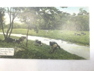 VINTAGE ADVERTISING POSTCARD,  HERSHEY CO,  HERD IN CLOVER,  UNPOSTED SMALL SIZE 3