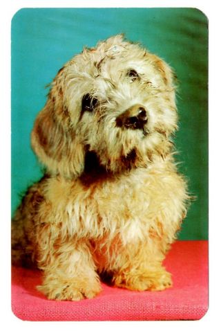 Dandie Dinmont Terrier Dog Postcard Vintage Head Tilted Cute Puppy Unposted