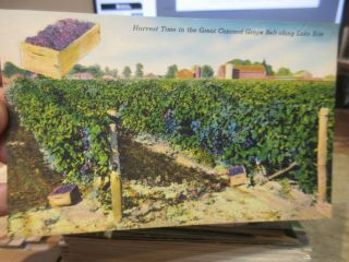 Vintage Old Ohio Postcard Concord Grape Belt Vineyards Lake Erie Islands Vines