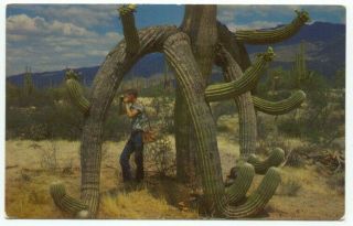 Saguaro Cactus Boy Taking Photograph With Camera Vintage Postcard