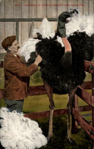 Plucking Hooded Bird Cawston Ostrich Farm California C1910 Vintage Postcard