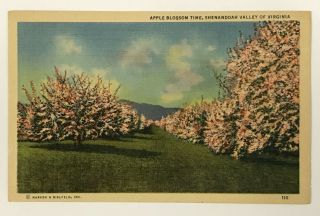 Virginia Postcard Apple Blossom Time Shenandoah Valley Va Linen 1940s Vtg