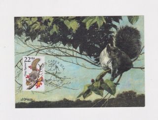 Vintage Kentucky Gray Squirrel First Day Issue Maximum Postcard Nwf