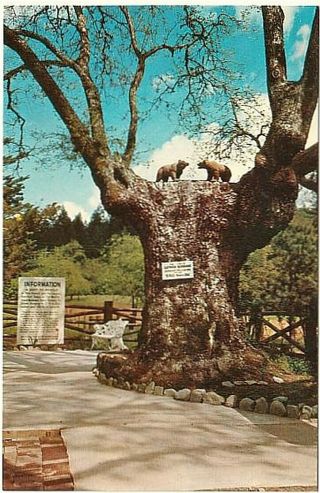 The Bear Tree,  Petrified Forest,  California,  Vintage Chrome Postcard