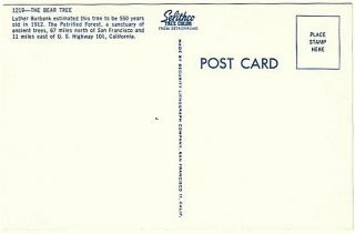 The Bear Tree,  Petrified Forest,  California,  Vintage Chrome Postcard 2