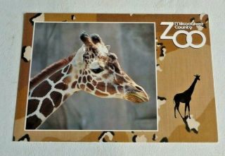 Postcard Vintage 4 X 6 Milwaukee County Zoo Giraffe