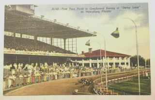 Vintage Greyhound Racing Postcard,  Florida,  St.  Petersburg,  Curteich,  Unposted