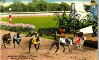 Greyhound Racing In Florida At The Finish Line Sarasota Fl Vintage Postcard