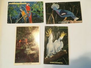4 Vintage Birds Of Southern Florida - Parrot Jungle Miami
