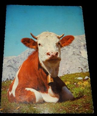 Vintage Postcard,  Switzerland,  A Cow With Bell,  To Saint John,  Nb,  Canada