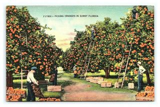Vintage Postcard Picking Oranges In Sunny Florida I1
